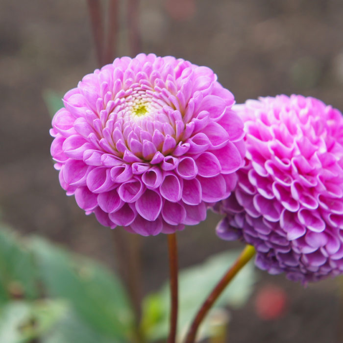 Franz Kafka Dahlia Reveals Softness Author Had in Real Life