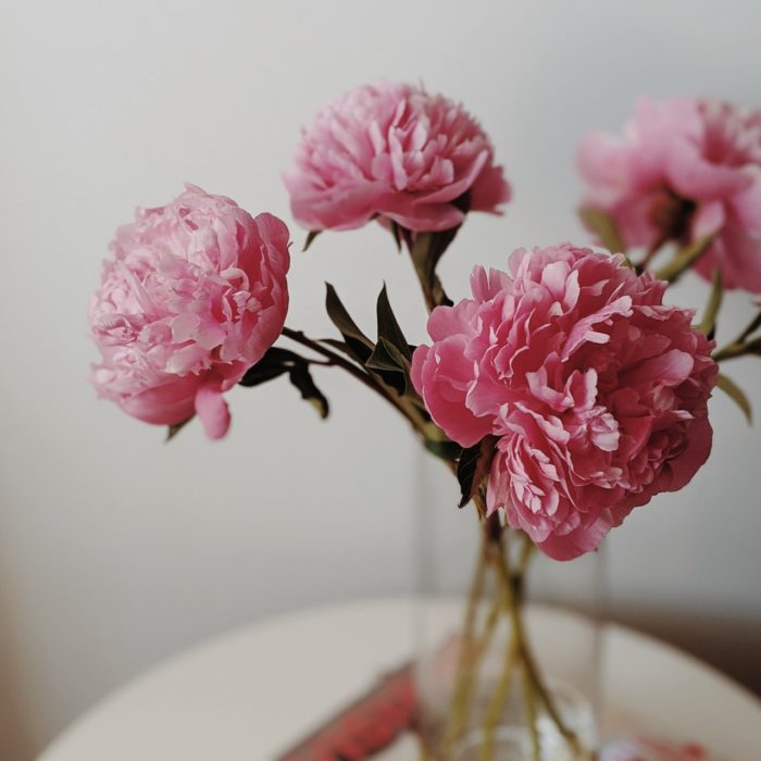 The Blooming Story of Peonies