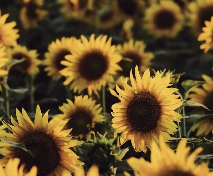 The National Flower of Ukraine