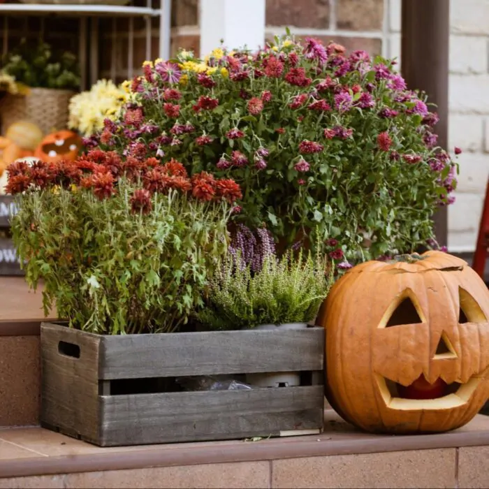 Best Bulk Flowers for Halloween-Themed Events