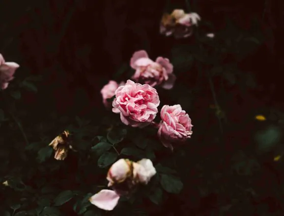 michelle-alisa-D9Sodkmxii0-unsplash (1)