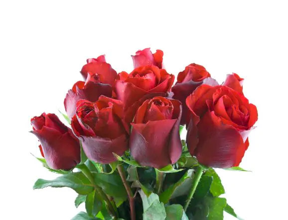 red rose with leaf isolated on white background